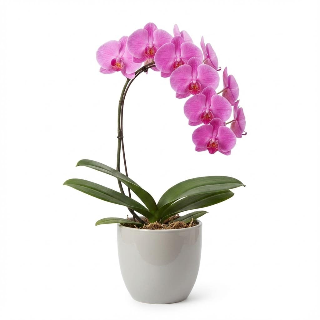 Pink Single stemmed Phalaenopsis orchid plant