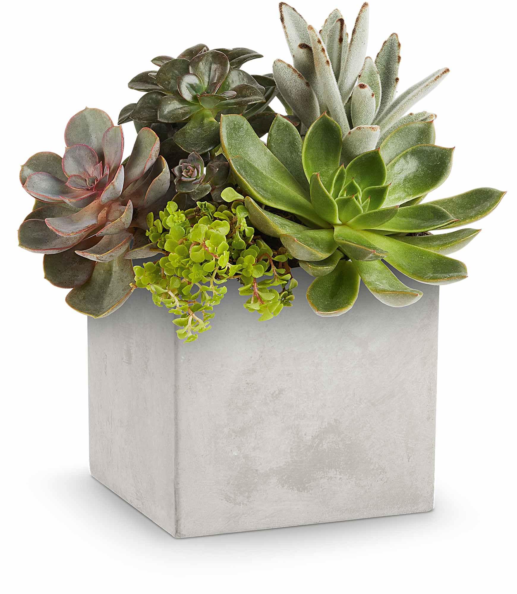 Minimalist Concrete Succulent Planter